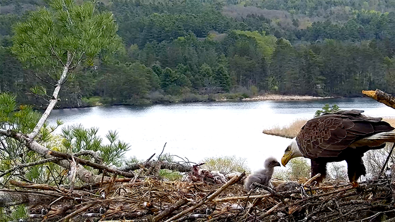 Bald eagles Windsor and Dewey thrive on VINS livestream