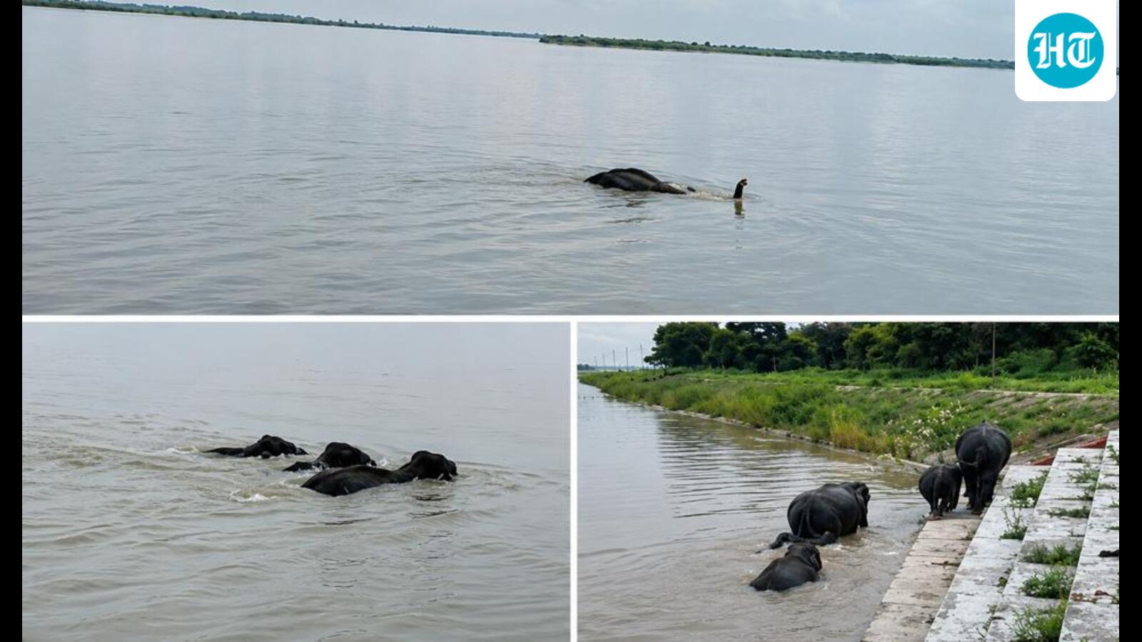 Before help arrived, river tests elephant family’s bond as adults battle currents to save calves in Bahraich