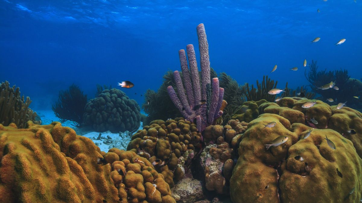 Bonaire’s coral reef is disappearing, researchers warn