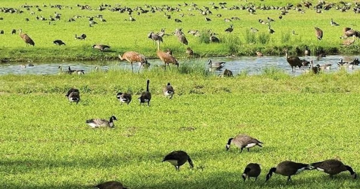Book review: The legacy of Creamer’s Field explored in ‘A Place for the Birds’