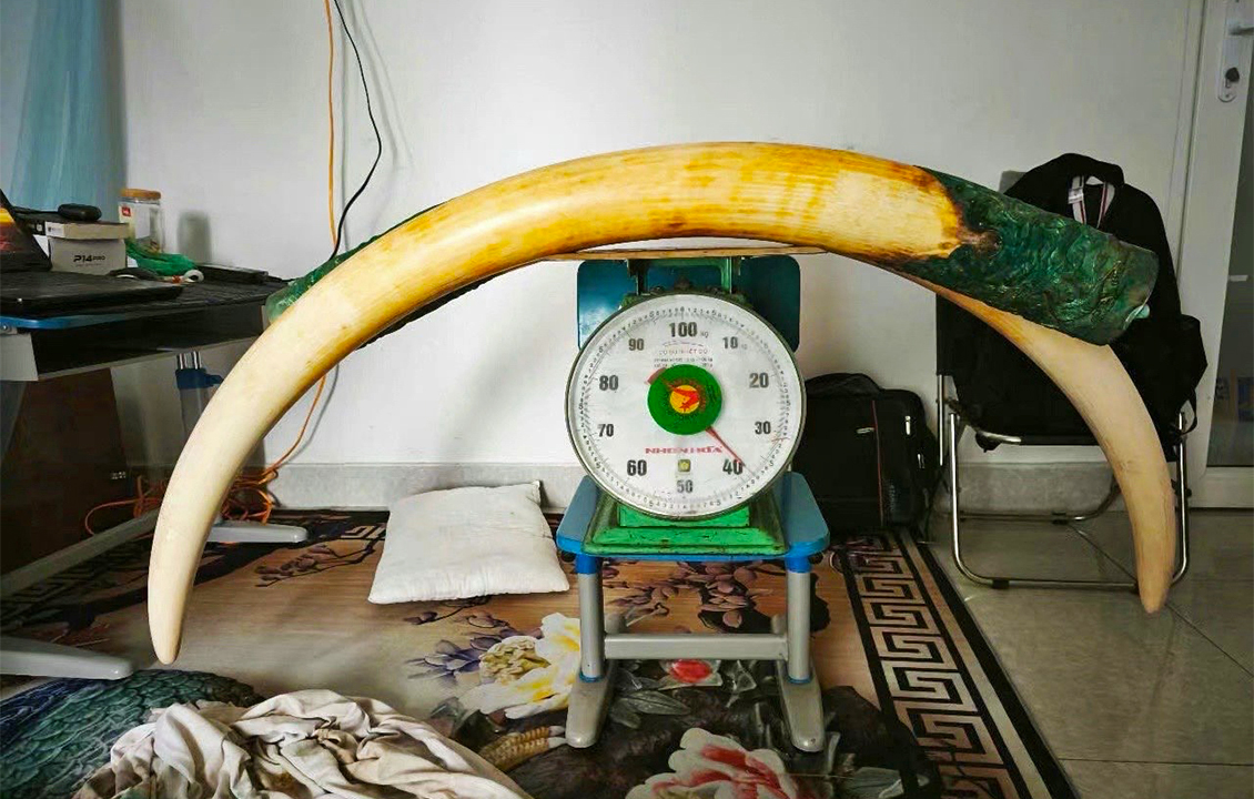 Cambodia targets online wildlife trade on social media, but experts say it’s not enough
