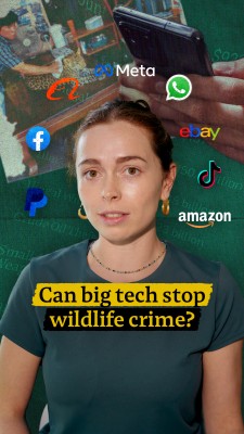 Can big tech stop wildlife crime?