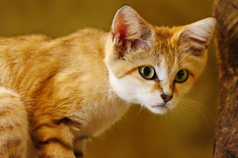 Caught on camera: Sand cats may have a ‘sizable population’ in Qatar