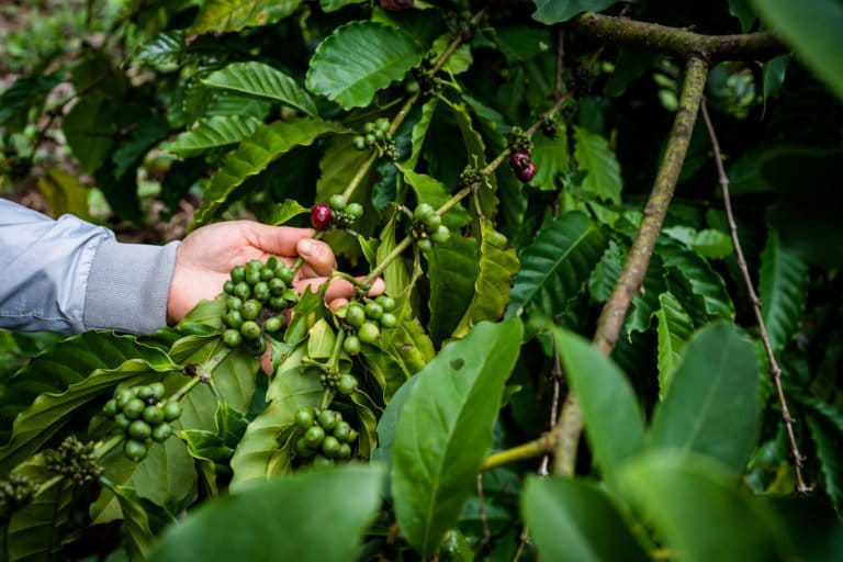 Cheap coffee is killing Vietnam’s priceless tropical forests (commentary)