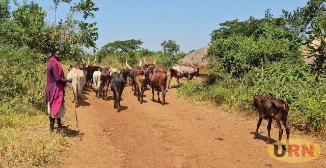Climate change fuels farmer-herder conflict in northern Uganda