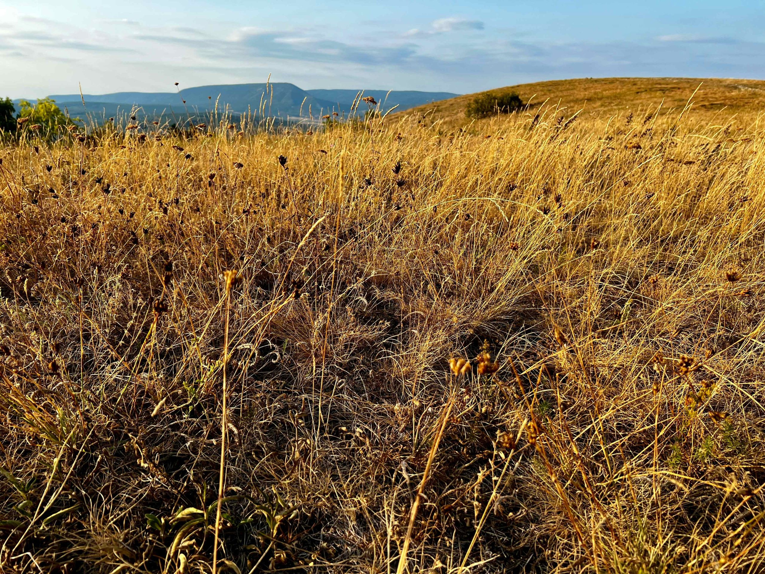 Climate change in Spain has increased the likelihood of fires many times