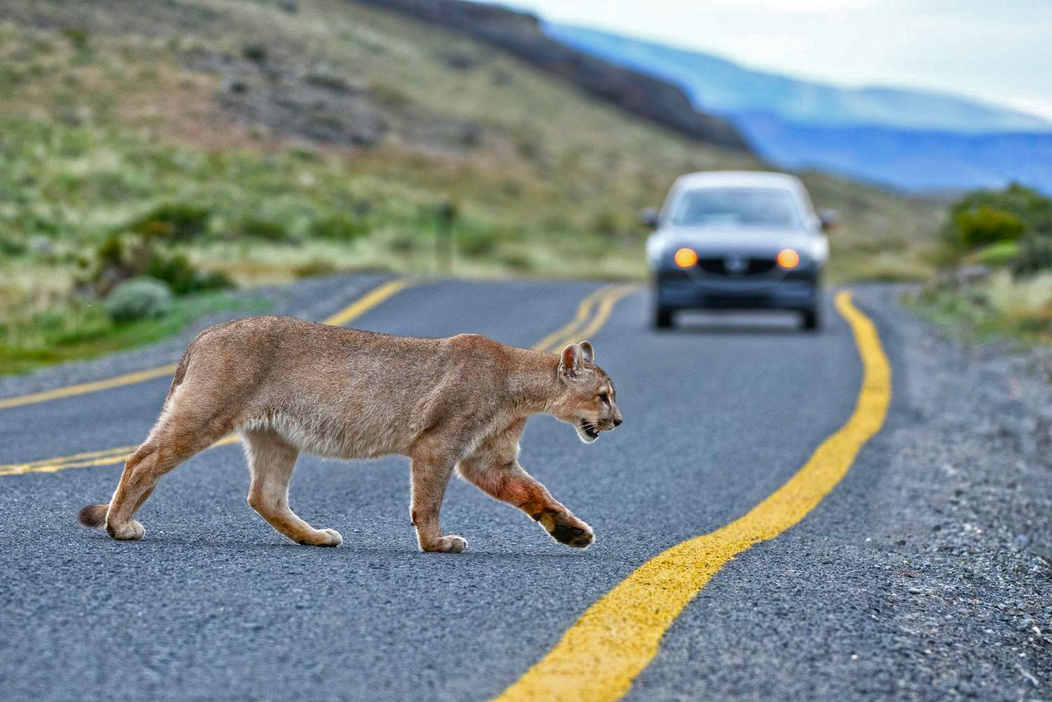 Young male puma crosses a public road. The presence of pumas — aka cougars, mountain lions, etc. — push deer away from roads into less populated areas, reducing road collisions. Image by Nick Garbutt.