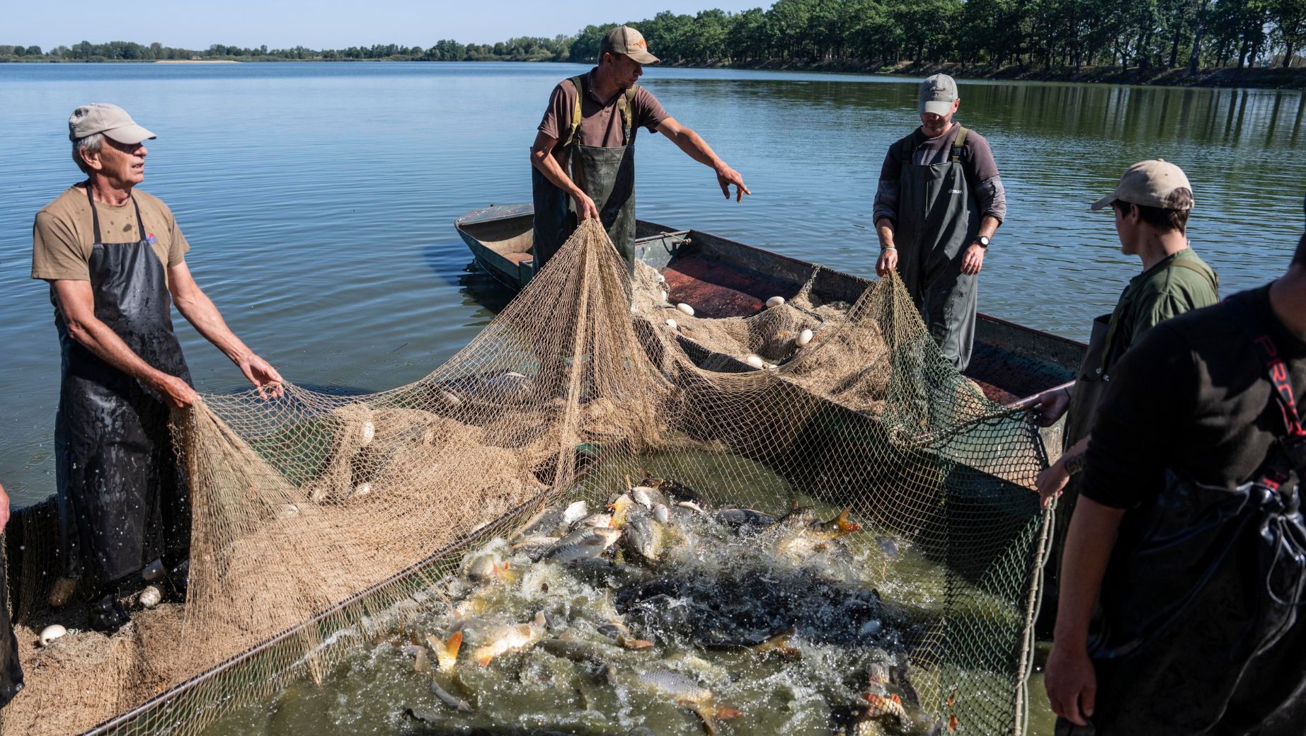 Czech Fish Farmers Cut Feeding as Drought Worsens