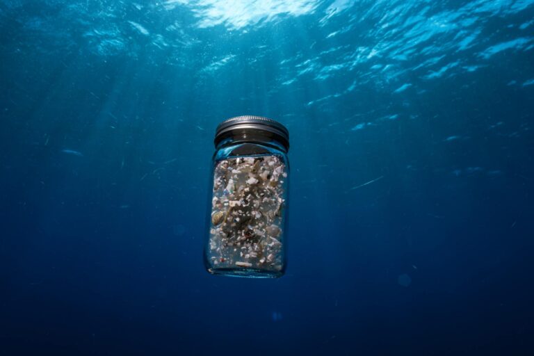 Deep-sea snails and mussels in Indian and Pacific Oceans contain microplastics, study finds