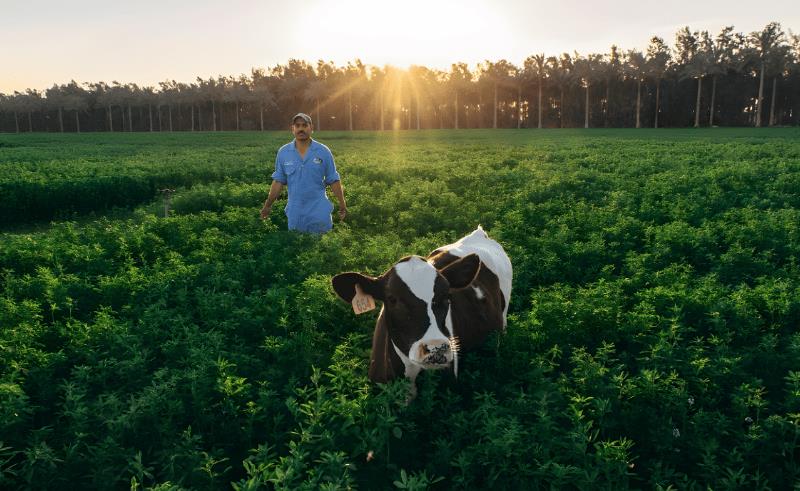 Egypt issues 907 livestock licenses and injects EGP59.850m into National Veal Project in August