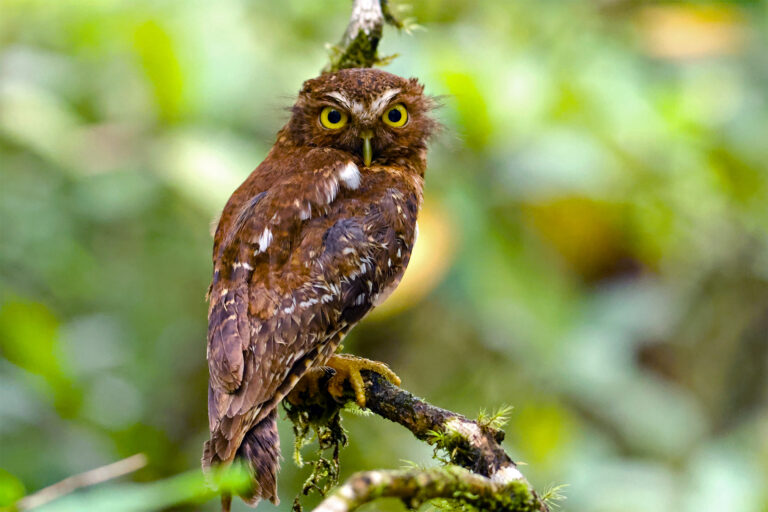 Elders, conservationists race to record fading sacred ties to Philippines’ endemic birds