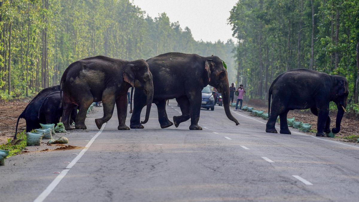 Environmentalists flag land use changes in Periya-Pakranthalam elephant corridor
