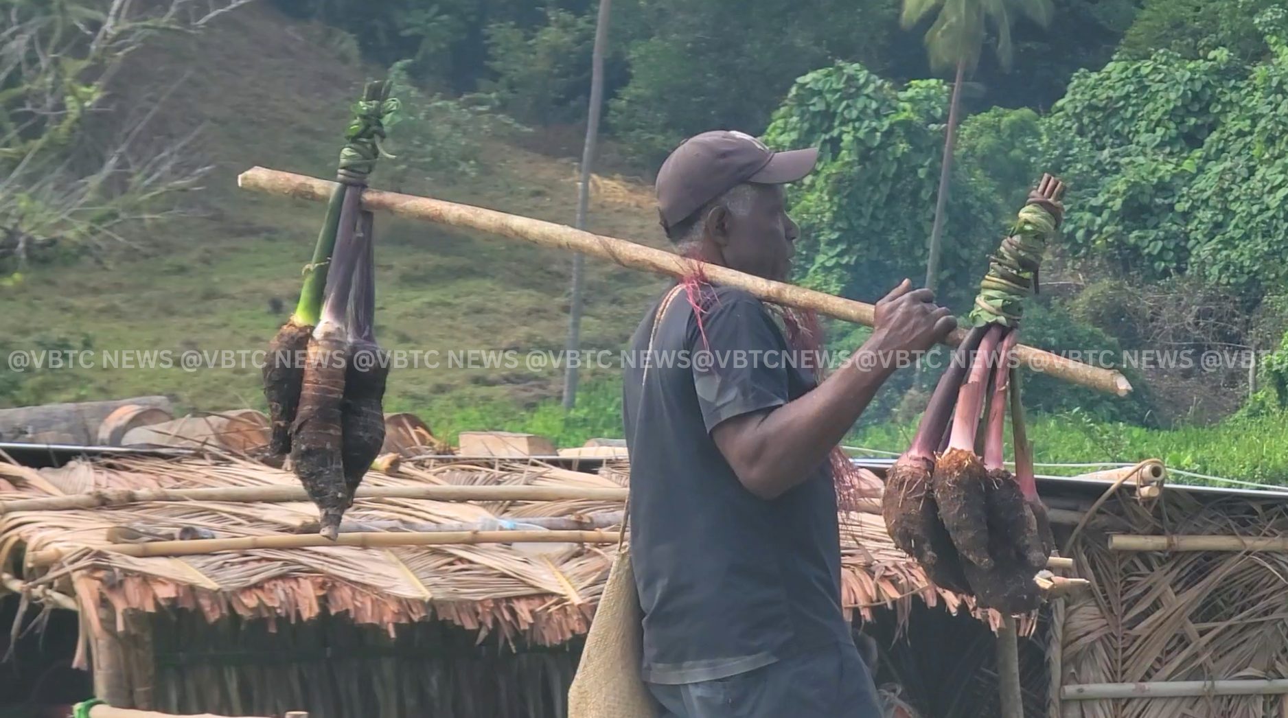 Farm to Schools is One of the Biggest Untapped Markets for Vanuatu’s Farmers
