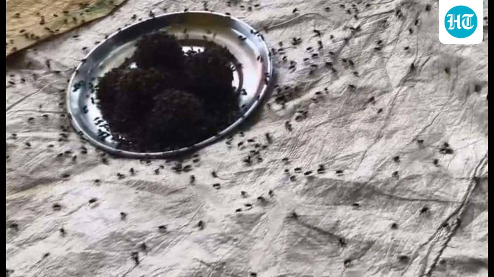 Fly menace grips 15 Hardoi villages; weeks of protests trigger FIRs