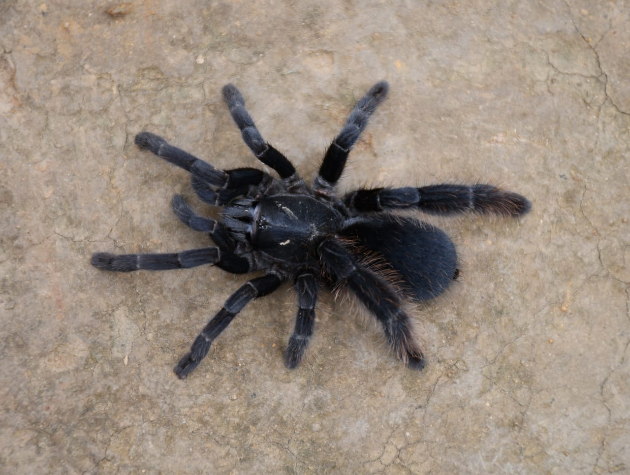 For the Rabhas of Assam, this giant spider is a seasonal delicacy