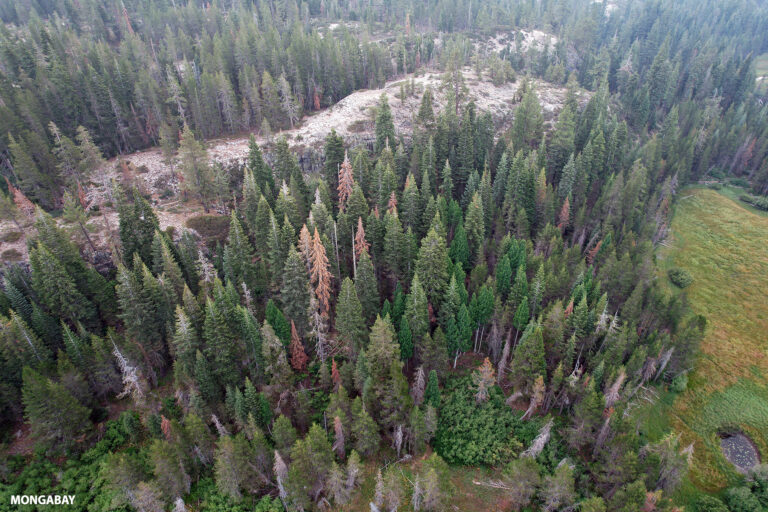 Forest fires likely to continue to burn twice as much without ‘serious action’ on climate change