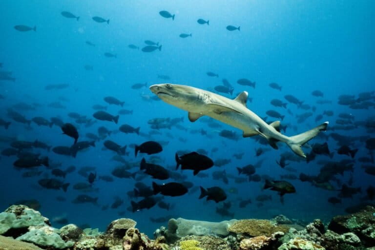 Four Pacific nations are planning one of the world’s largest ocean corridors