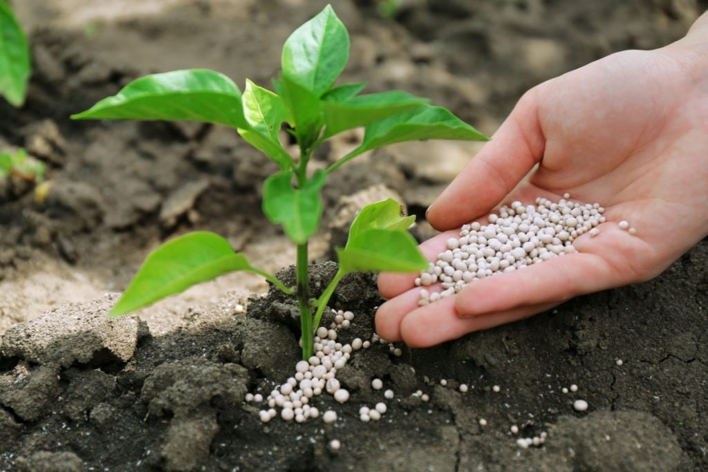 From factory to field: why urea is becoming unaffordable for Tajik farmers
