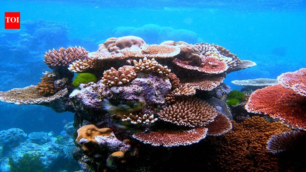 Georgia Tech researchers infected endangered Caribbean corals in a Florida laboratory; predatory bacteria halted disease progression in more than half the treated animals