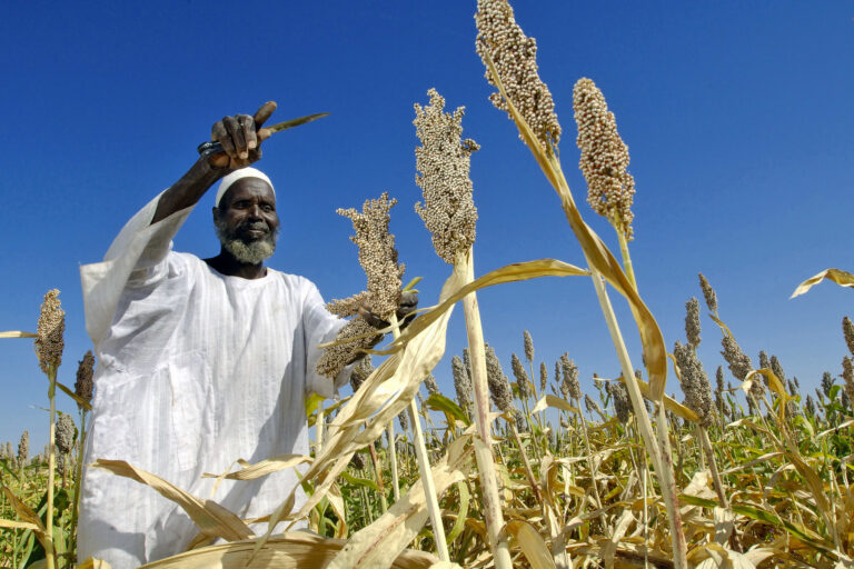 Global hunger levels fall but Africa still lags behind, UN report finds