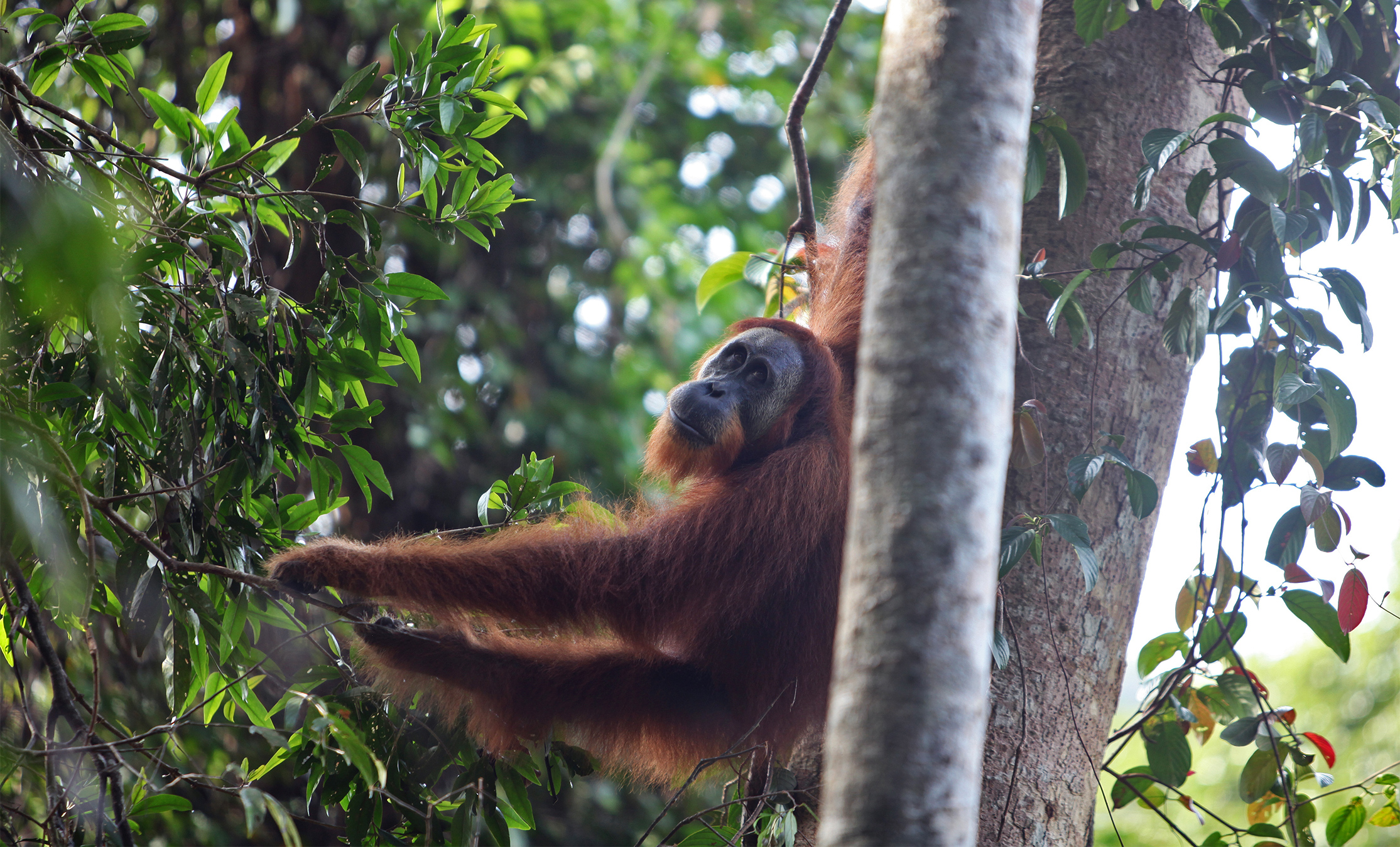 Gold miners breach a crucial refuge for rescued Sumatran orangutans