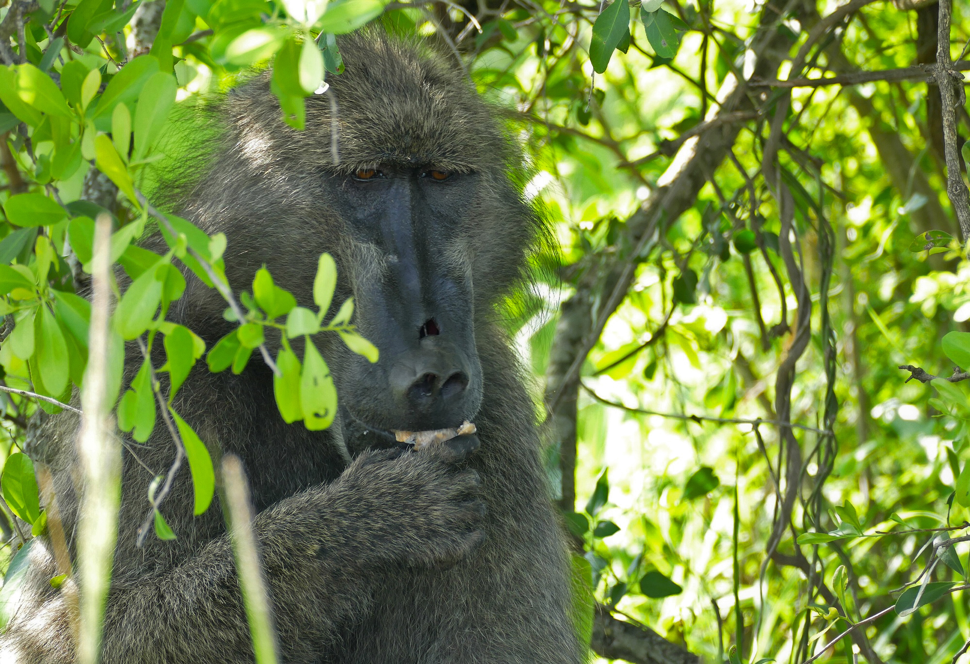 Growing Indigenous food trees in East Africa fights malnutrition and biodiversity loss