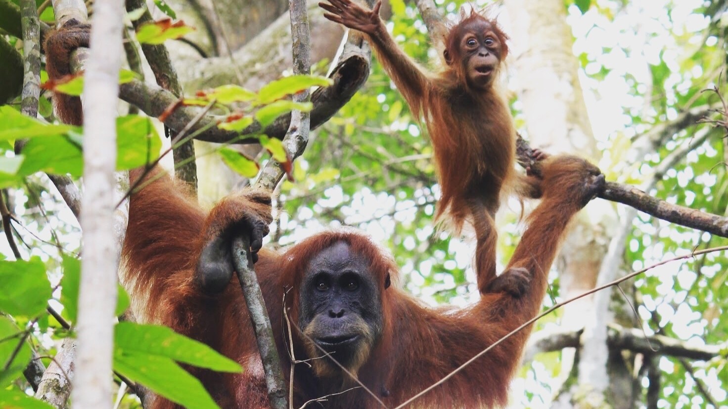 Here's where the three critically endangered species stand