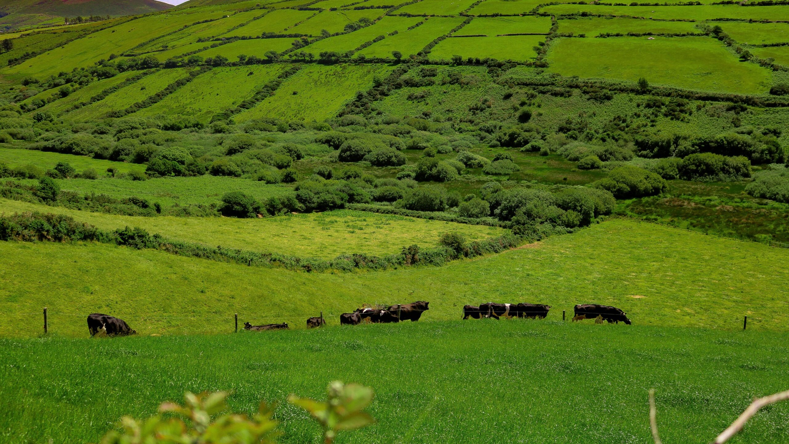 History rewritten: 'Kerry Cow' bones turn out to be bear's