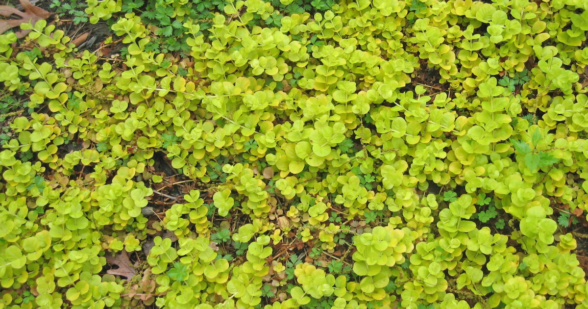 Homegrown NH: Get rid of 'creeping Jenny' for good