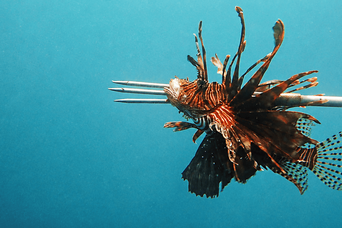Lionfish hunted