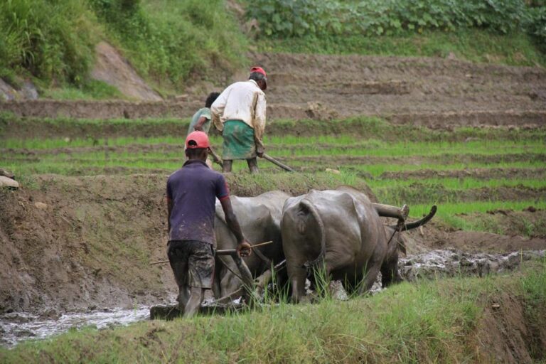 How Sri Lanka’s heirloom rice can preserve Indigenous farming and help manage disease