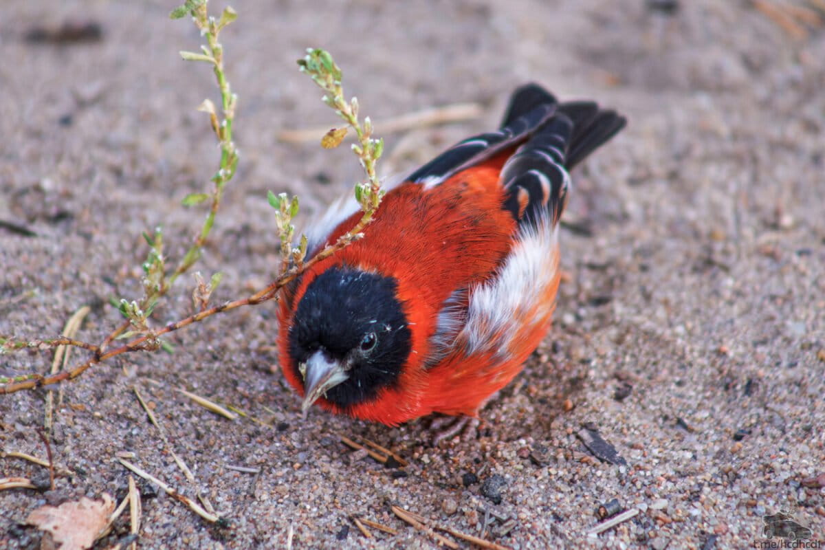 A red siskin (Spinus cucullatus)