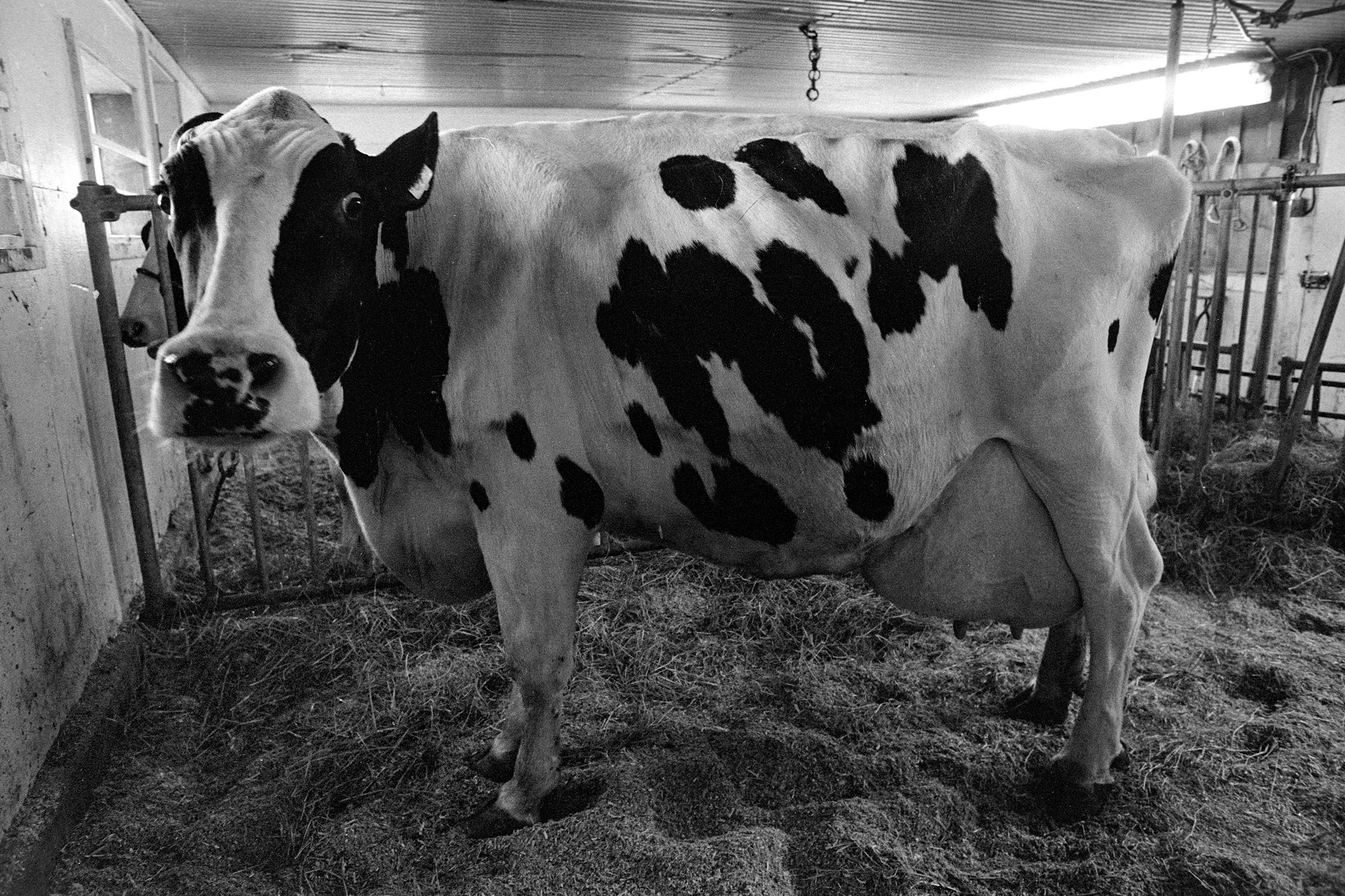 How a record-breaking cow shaped Orford's community spirit