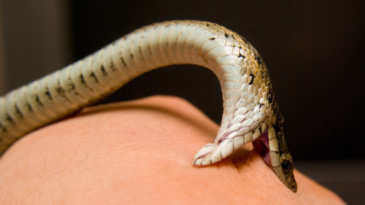 How flood-hit Sivasagar recorded zero snakebite deaths