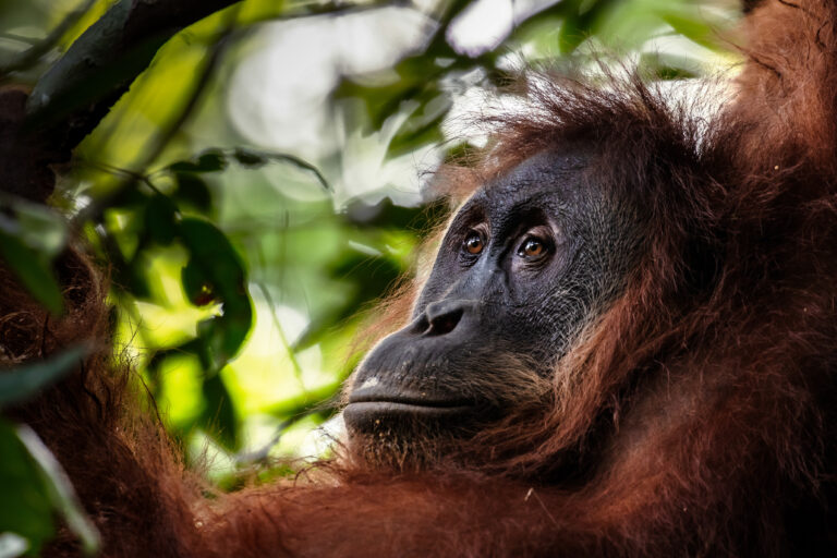 How rescued orangutans are rebuilding a new wild population in Sumatra