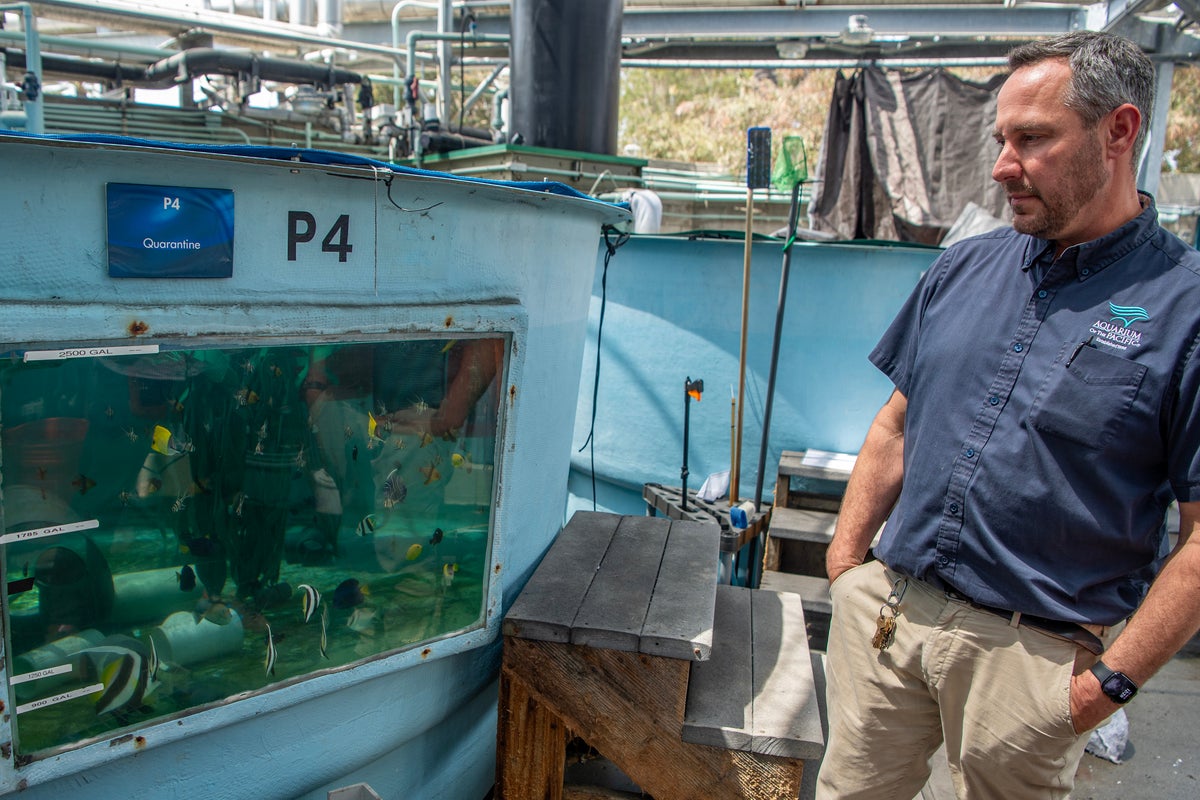 How the Aquarium of the Pacific scrambled to save hundreds of sea creatures after 2 smuggling busts