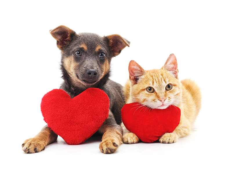 How to Determine if an Apartment Is Pet Friendly