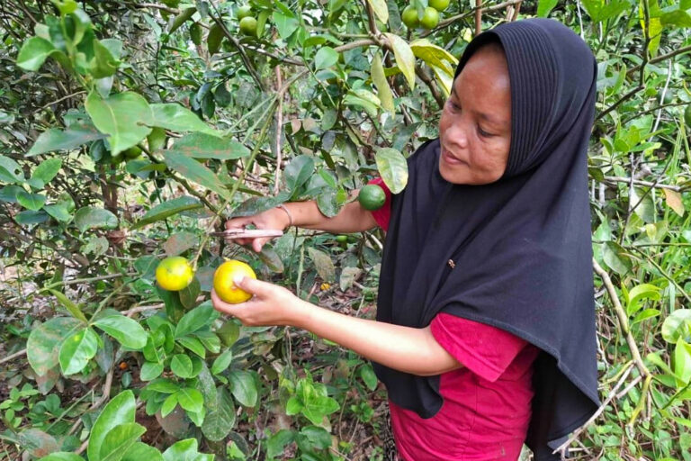 How women farmers are helping elephants and forests in a Sumatran national park