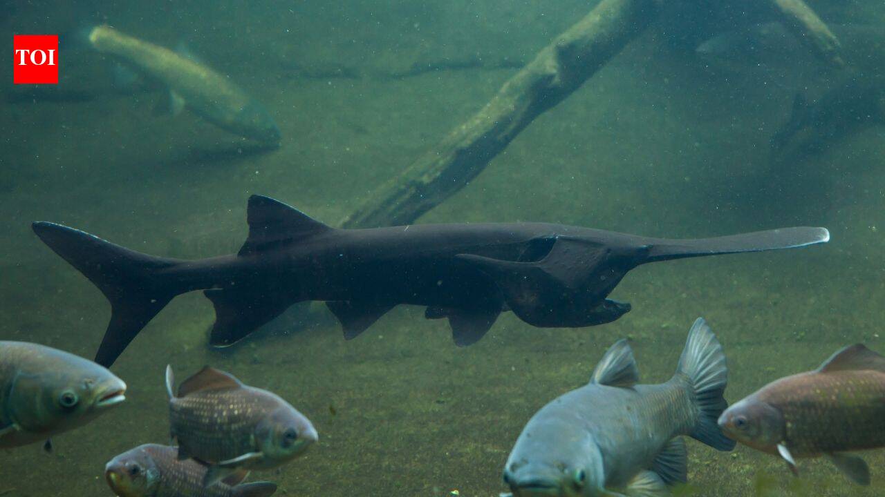 In 2007, North Dakota biologists tagged an 87-pound paddlefish; 18 years later, an angler caught the same fish weighing 98 pounds