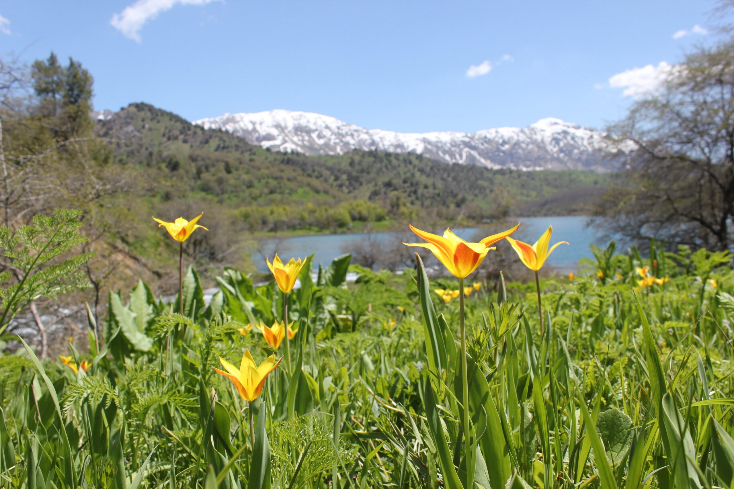Interview with botanist Brett Wilson