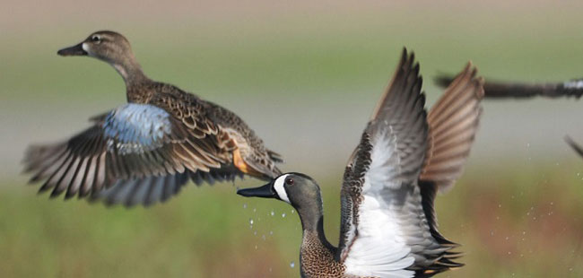 Iowa hunters have a shot at rabbits, squirrels, doves and ducks starting next week