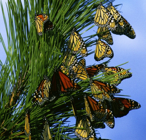 Iowans should report monarch roosts to help save the important pollinators