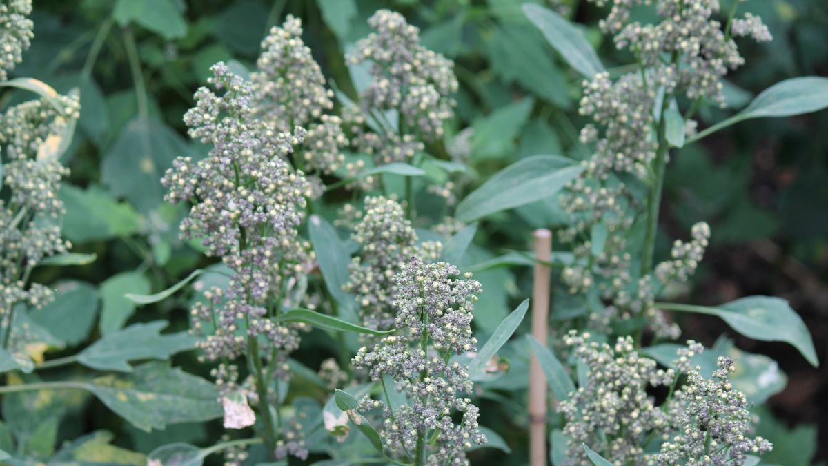 Jumbo’s quinoa now comes from Groningen, not Peru