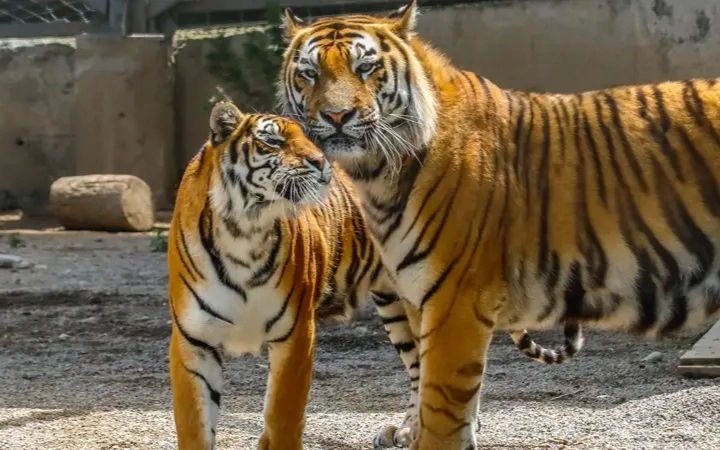 Kazakhstan Prepares for First Wild Tiger Release as Reintroduction Project Enters Defining Stage