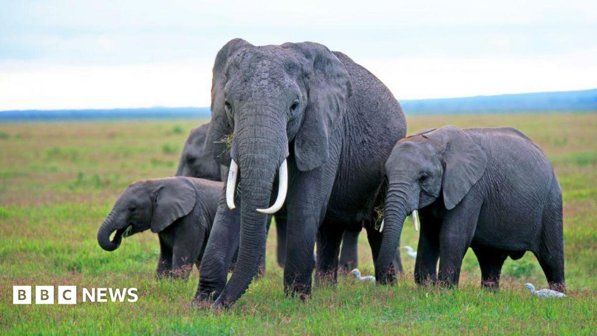 Four elephants grazing in Amboseli National Park