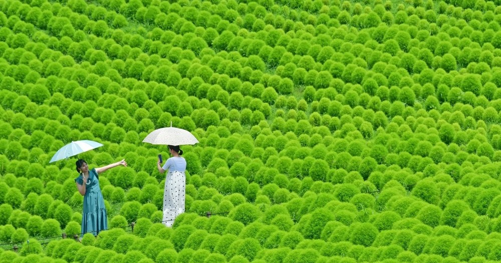 Kochia calling: Right now is a great off-season season to visit this beautiful Japanese park