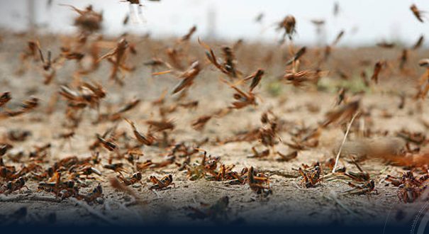 Locusts Reappear in Limited Numbers in Southwest Libya