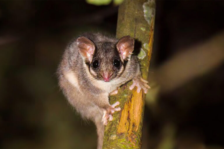 Logging and the slow disappearance of Australia’s large old trees (commentary)