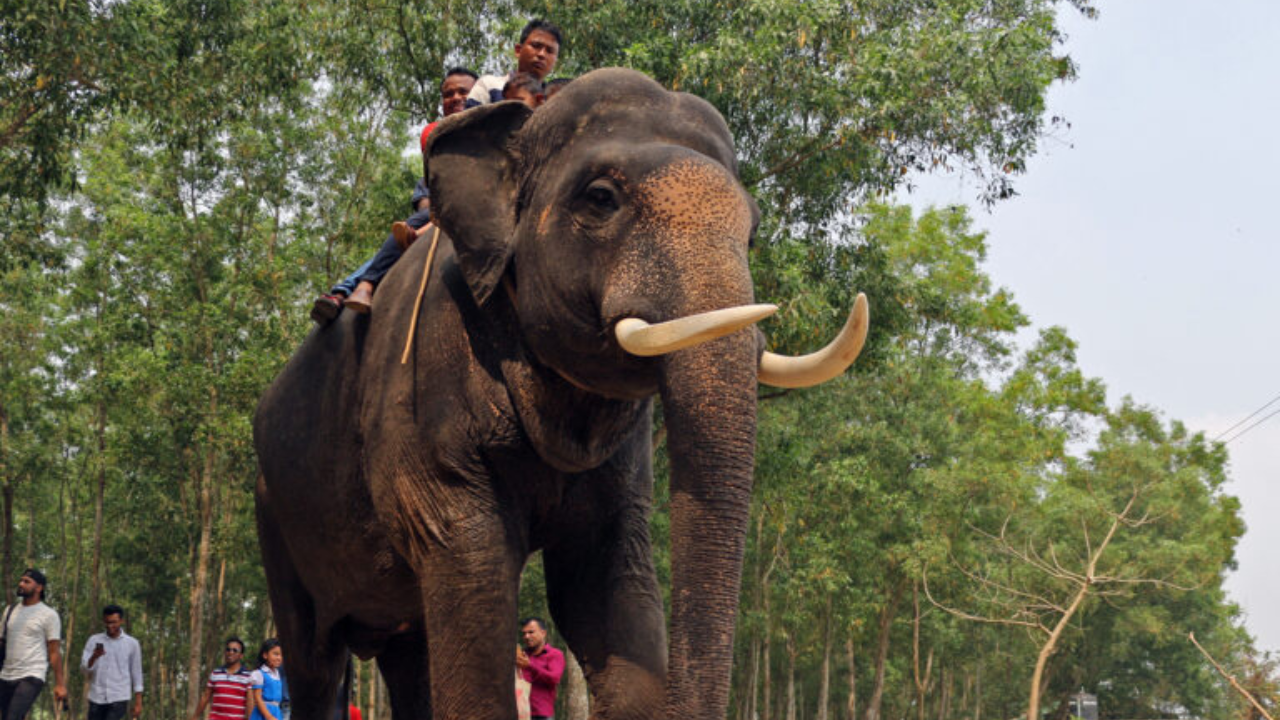 Long before modern conservation, India was studying elephants