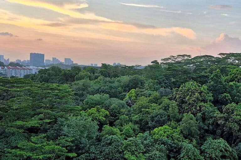 Looming loss of Singapore’s Maju Forest to development raises many questions (commentary)
